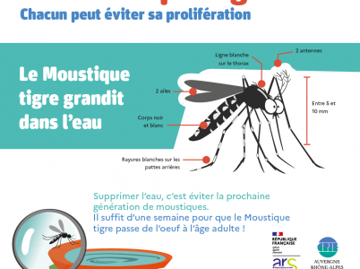 Informations sur le moustique tigre