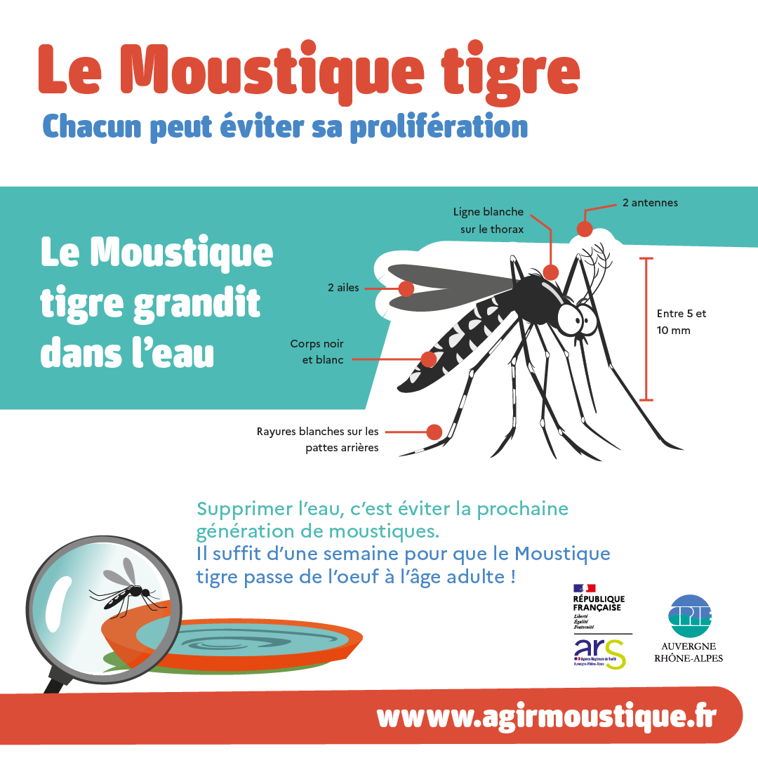 Informations sur le moustique tigre