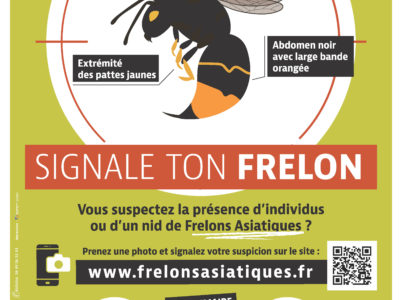 Frelons asiatiques
