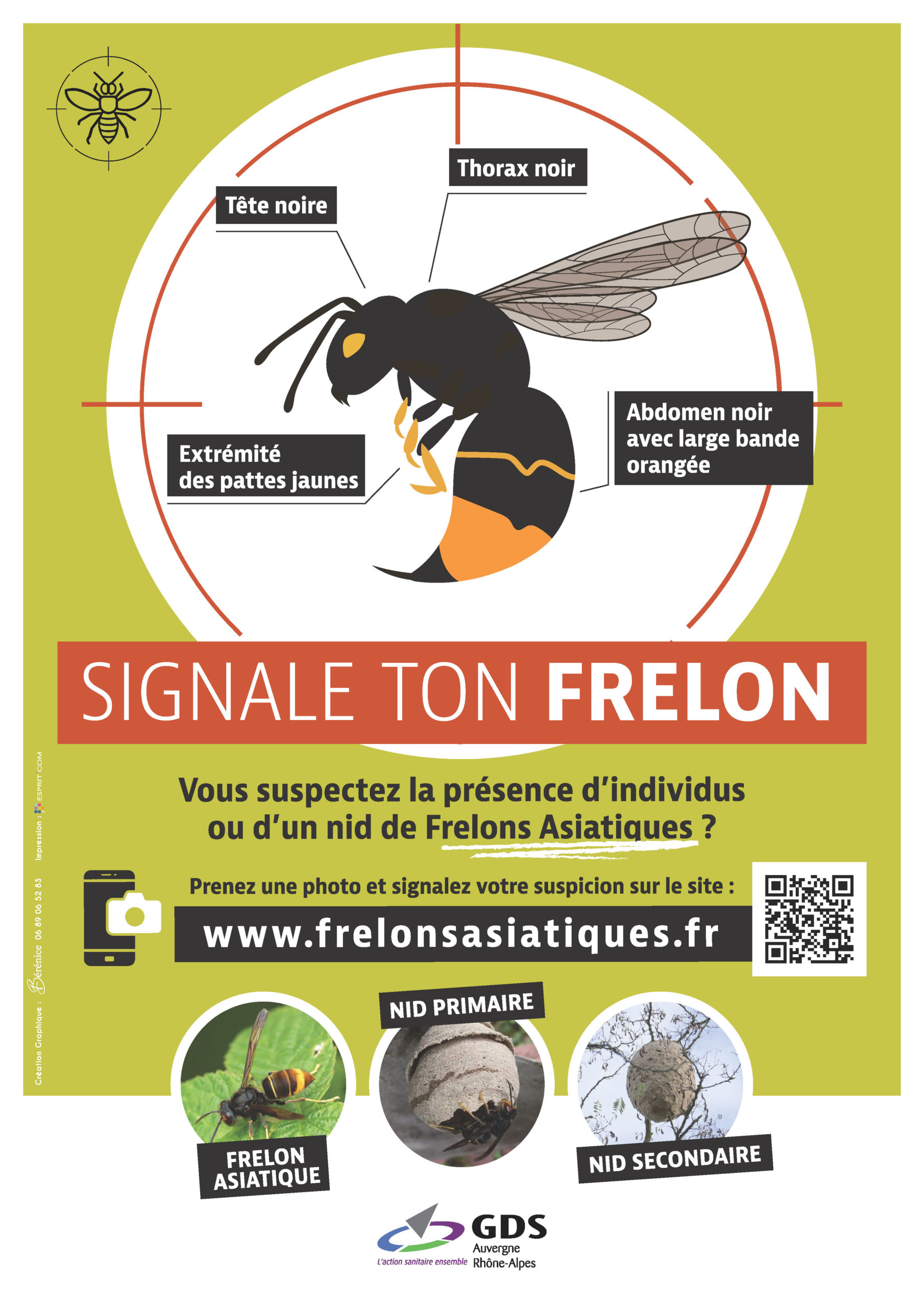 Frelons asiatiques
